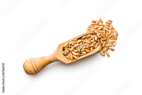 Healthy spelt grains.