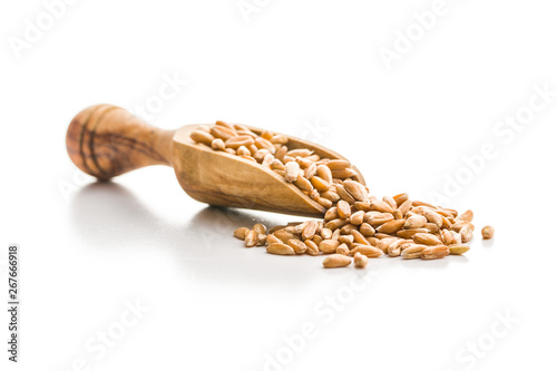 Healthy spelt grains.