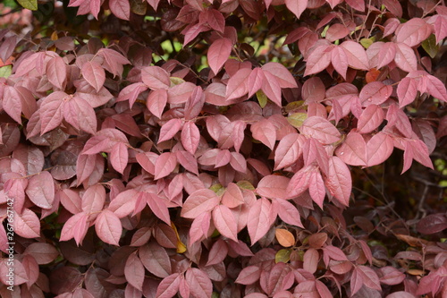 Loropetalum chinese var.rubra / Chinese fringe bush