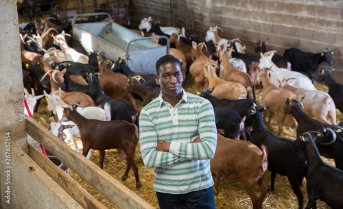 Confident African-American man in goat barn