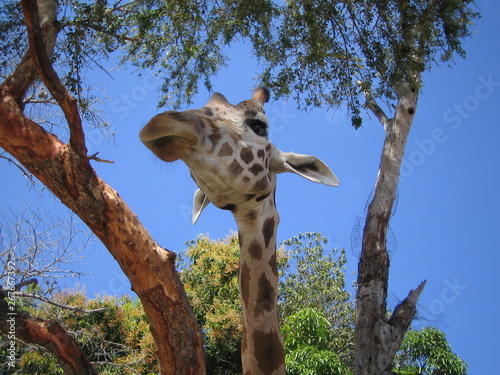 Canvas Print Giraffe