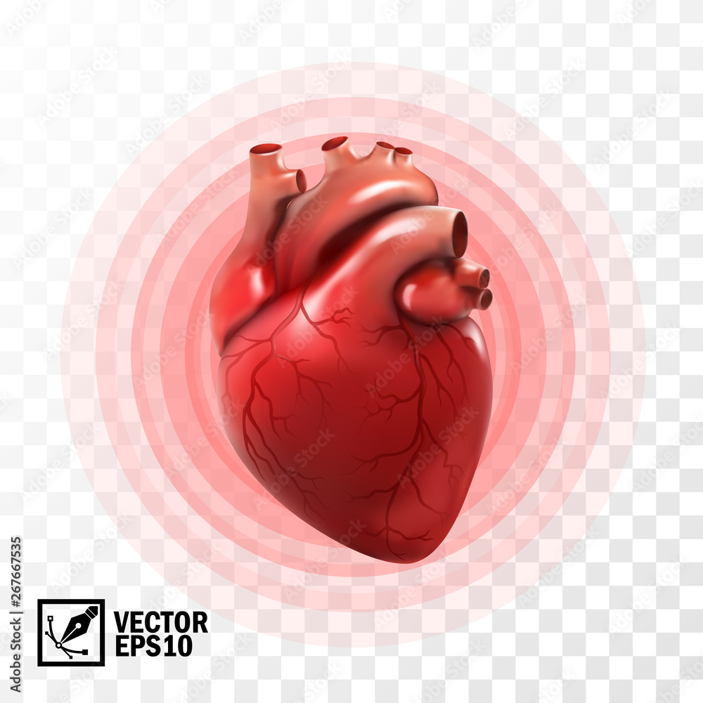 3d realistic vector isolated human heart, circle pulsation, heart attack , anatomically correct heart with venous system