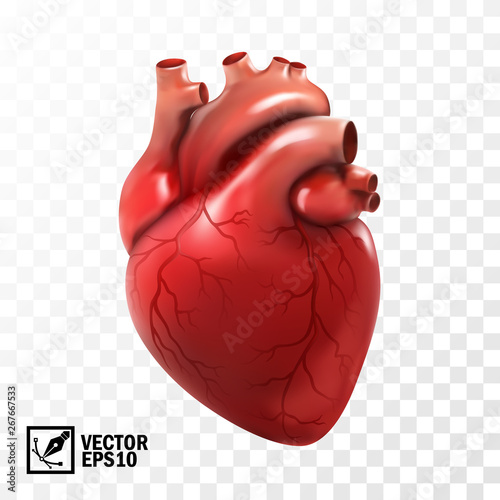 3d realistic vector isolated human heart. Anatomically correct heart with venous system photo