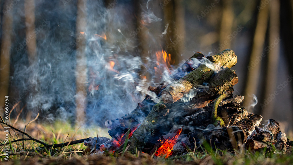 Bonfire in the forest on vacation. Fire hazard Bonfire in the forest on vacation. Fire hazard