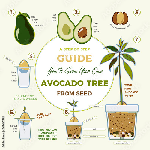 Avocado tree vector growing guide poster. Green simple instruction to grow avocado tree from seed. Avocado life cycle.
