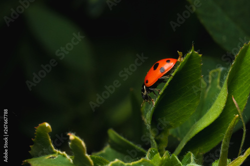 ladybug in the green grass