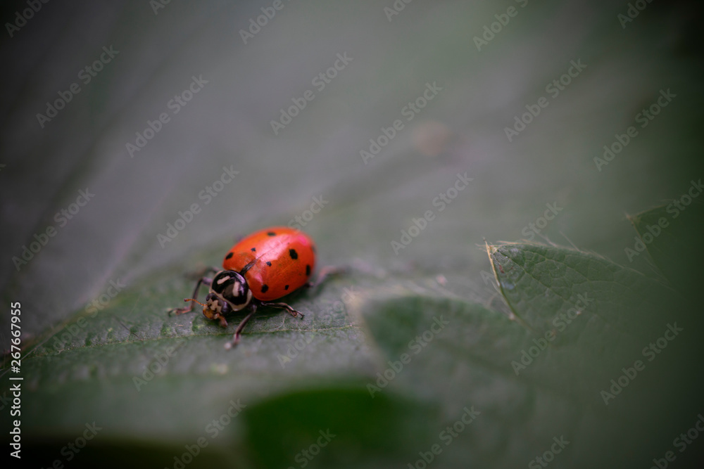 Fototapeta premium Ladybug