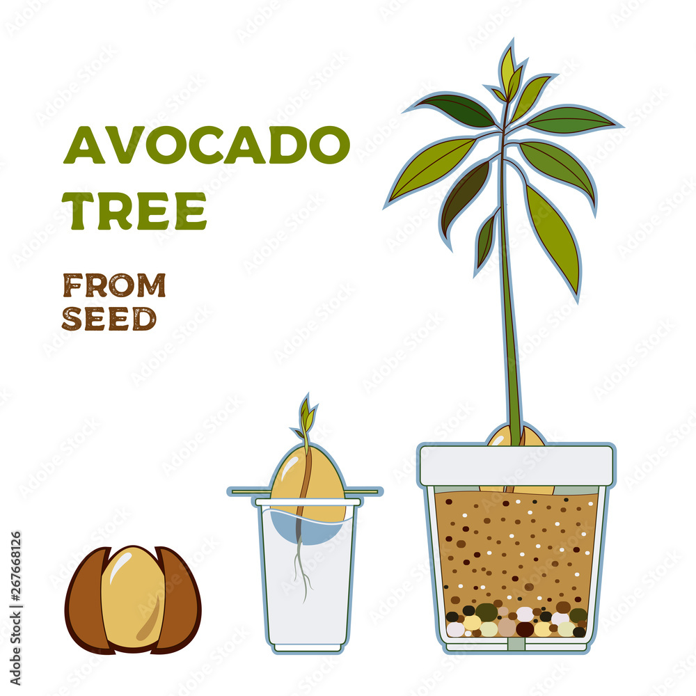 vetor-de-avocado-tree-vector-growing-guide-poster-green-simple