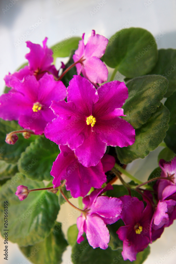 Blossom pink violet Senpolia flowers macro Blossom pink violet Senpolia flowers macro