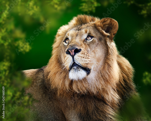 Closeup Young Male Lion