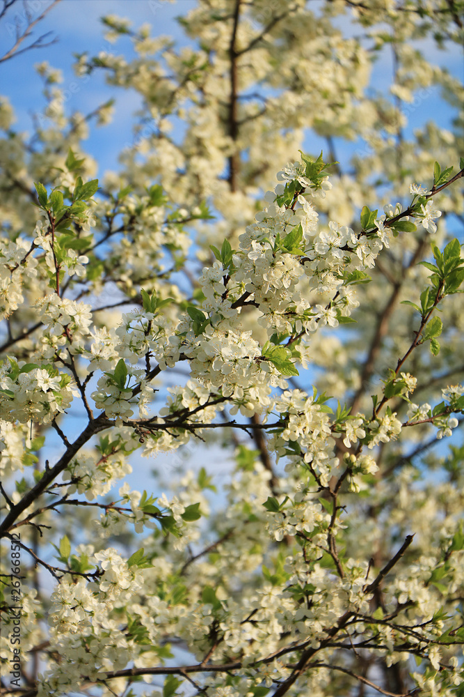 Blooming trees in the spring against the blue sky, a beautiful garden and a good harvest in the summer. The branches of plums in the spring garden