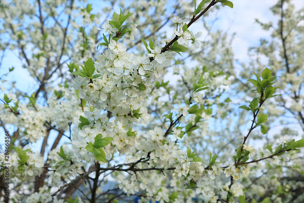 Blooming trees in the spring against the blue sky, a beautiful garden and a good harvest in the summer. The branches of plums in the spring garden Blooming trees in the spring against the blue sky, a beautiful garden and a good harvest in the summer. The branches of plums in the spring garden