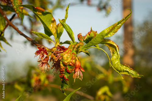 Taphrina deformans, peach fungus diseases . – Image photo