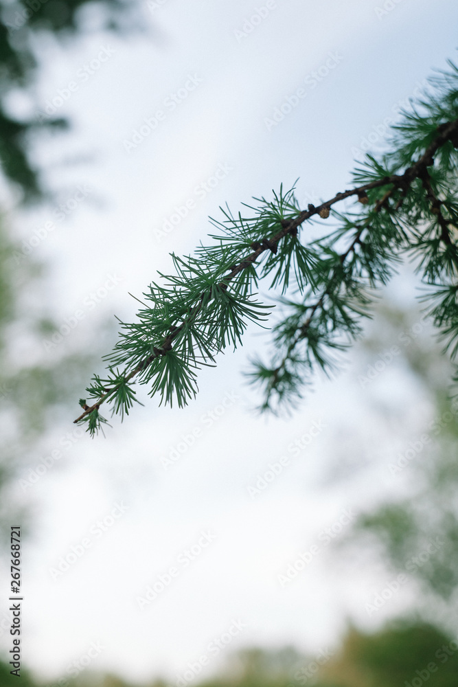 branch of larch with fresh needles leaves