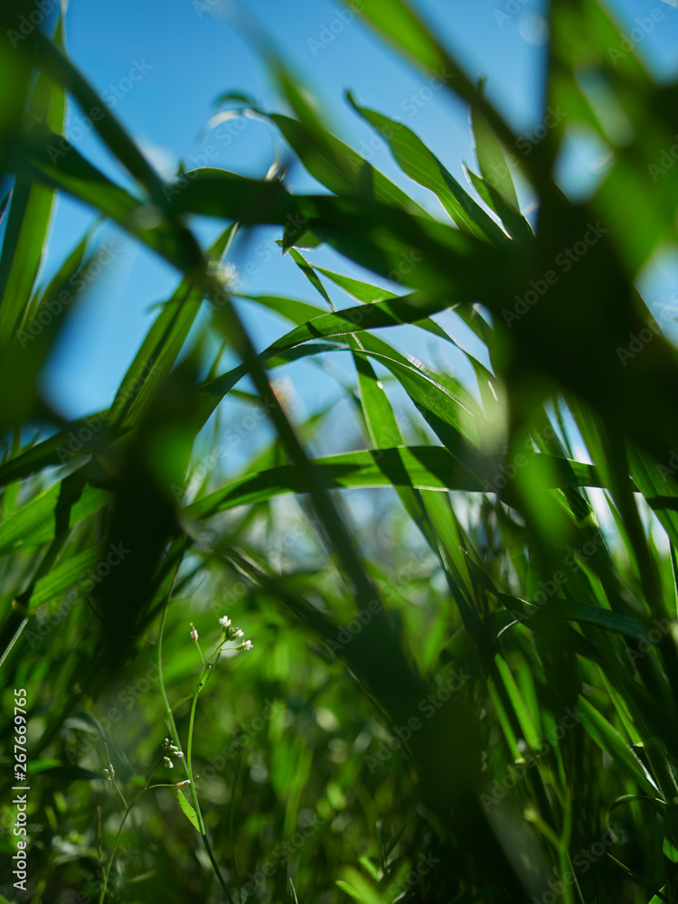 Grass roots Grass roots