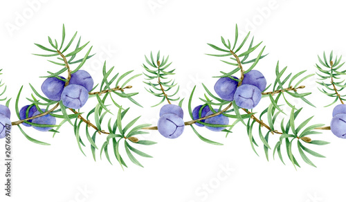 illustration of juniper berry on branch