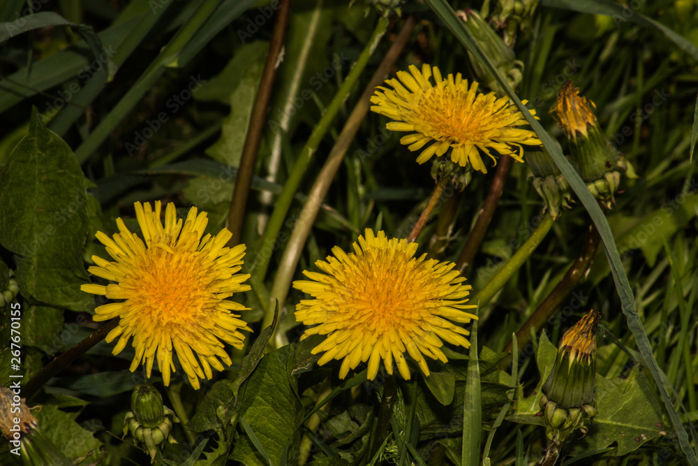 meadow with dandelions on a sunny day. dandelions in spring. flowering dandelions closeup. meadow with dandelions on a sunny day. dandelions in spring. flowering dandelions closeup.