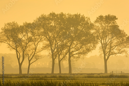 Landscape with trees in the mist