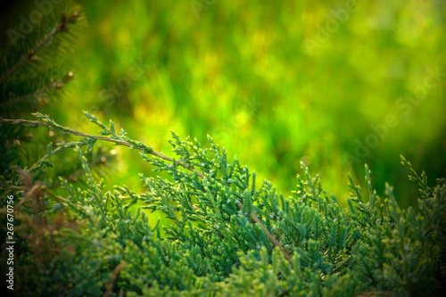 Dew on coniferous branches. Tuya green background, coniferous tree. Green Tuya texturein the spring photo