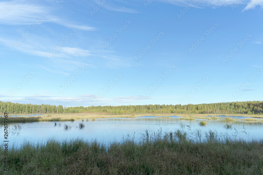 Forest lake among the trees. Around the coast overgrown with trees. In the foreground overgrown sedge grass.