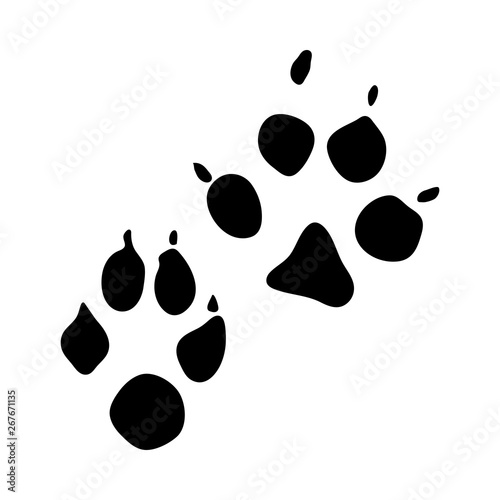 Racoon Dog Footprint
