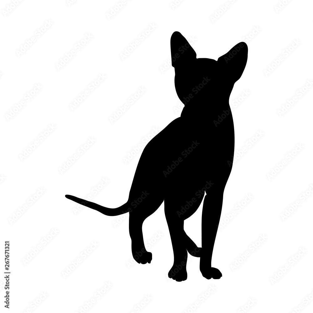 Cat Silhouette Cat Silhouette