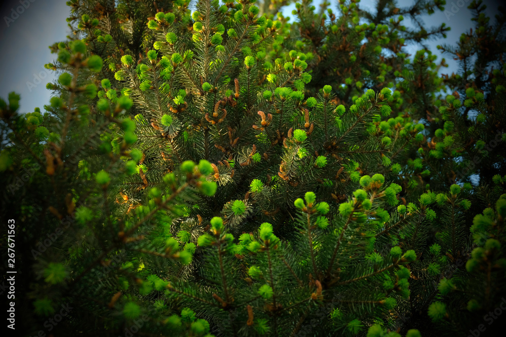 Background of blurred green branches of pine or spruce. Young needles and cones. Fluffy, young tree branch close-up. Copyspace. Background of blurred green branches of pine or spruce. Young needles and cones. Fluffy, young tree branch close-up. Copyspace.