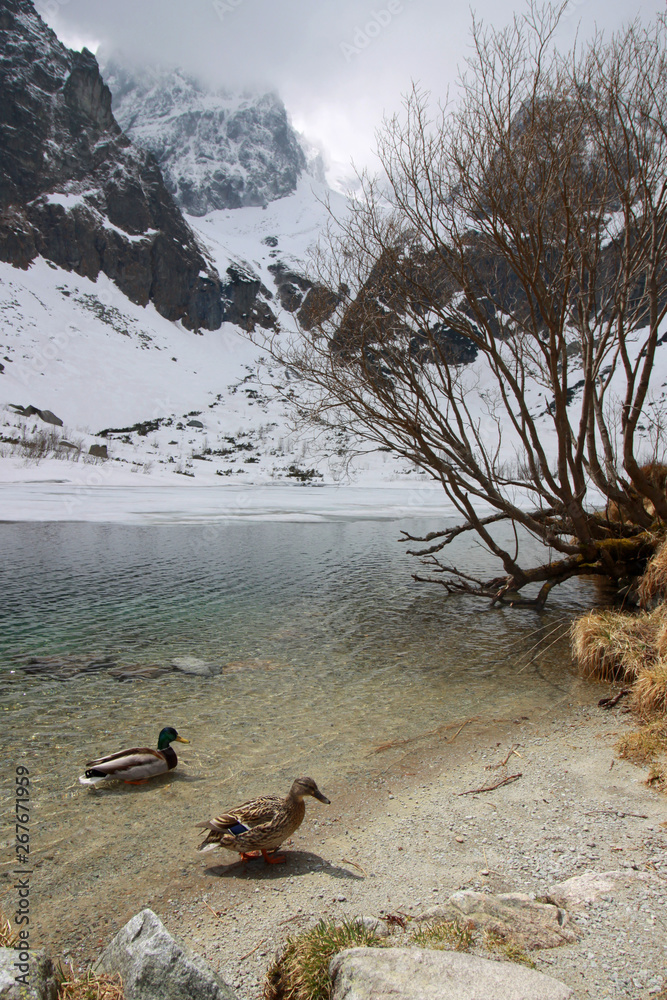 Pair of ducks by the lake Zelene pleso at spring, Tatra Mountains, Slovakia