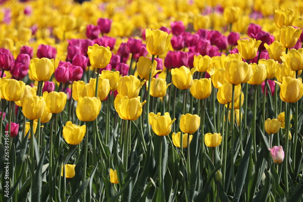 Obraz premium Field of blooming tulips in sunny day, selective focus. Yellow and purple tulip flowers, colorful floral background