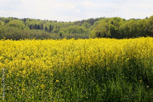 Yellow flowers growing in a field near the Palatinate Forest in Germany