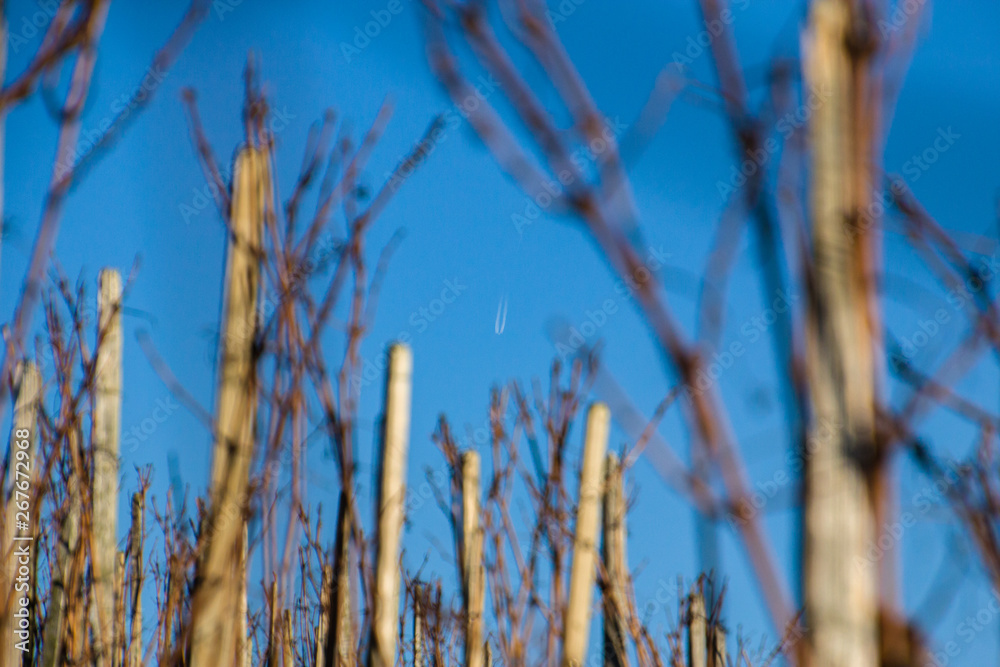 Fototapeta premium Tree_3