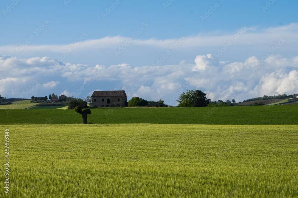 Hold house and green wheat field in Marche region in Italy