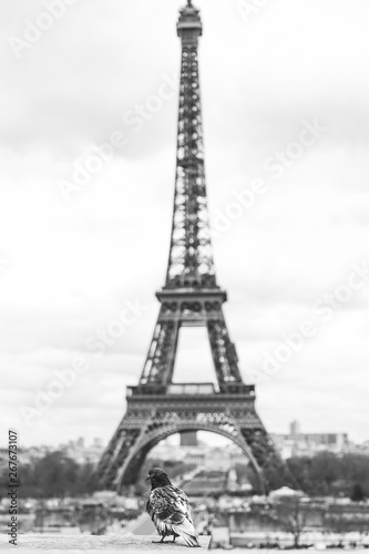 Fototapeta Naklejka Na Ścianę i Meble -  Pigeon Eiffel Tower