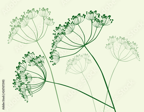 Illustration of inflorescences of umbrella plants