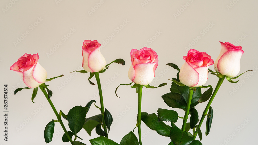 flowers roses on the table flowers roses on the table