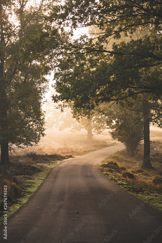Fototapeta premium road in the forest
