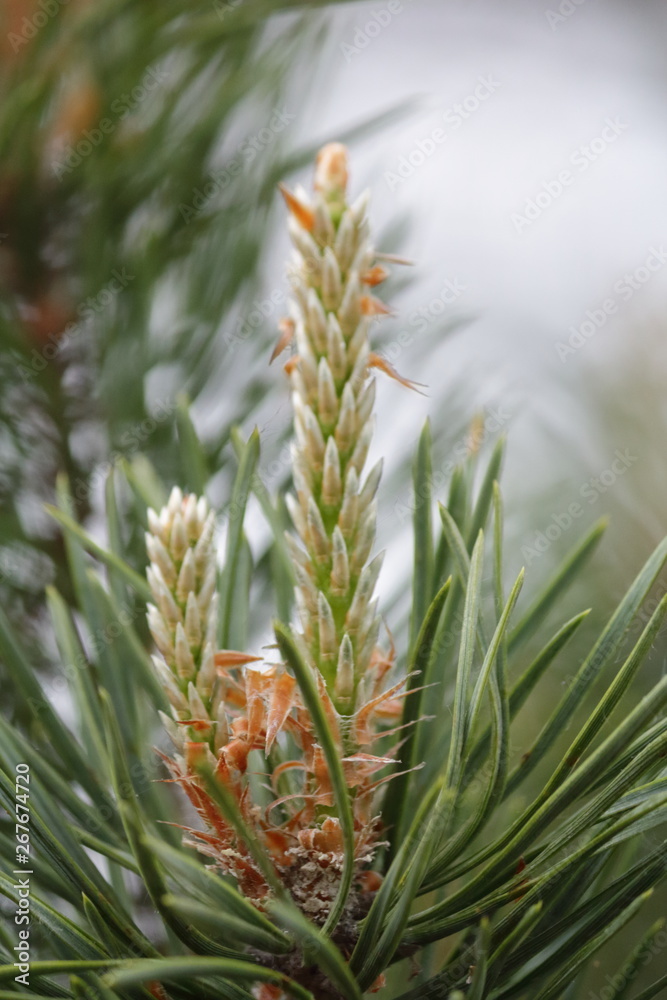 Obraz premium Spring pine