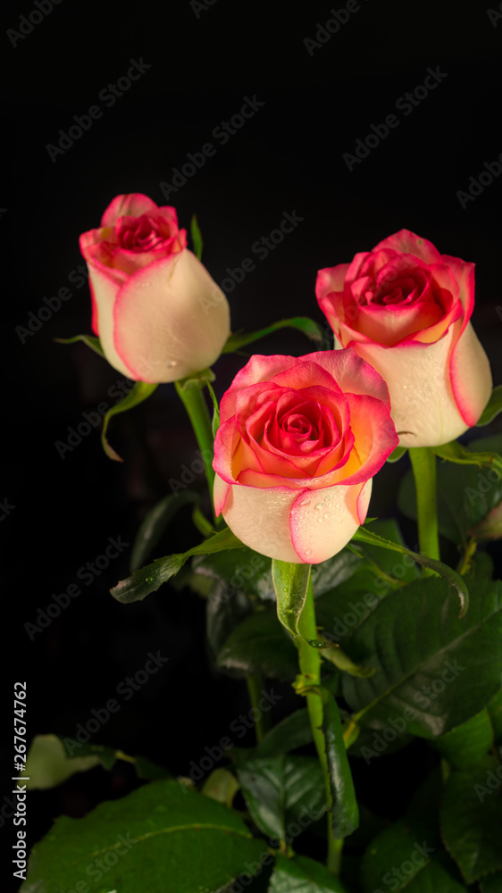 Fototapeta premium rose flowers on black background