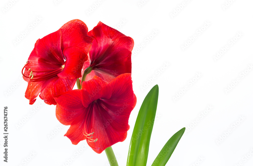 Bright Red Amaryllis on a White Background with Copy Space Bright Red Amaryllis on a White Background with Copy Space