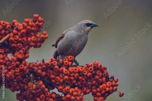 Bird eating red fruits,Patagonia Argentina