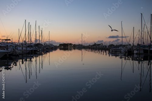 Coconut Grove Marina, seagull flying, sunrise