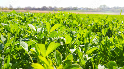 Field of alfalfa in the spring. Young alfalfa in the sun. Feed grass for farm