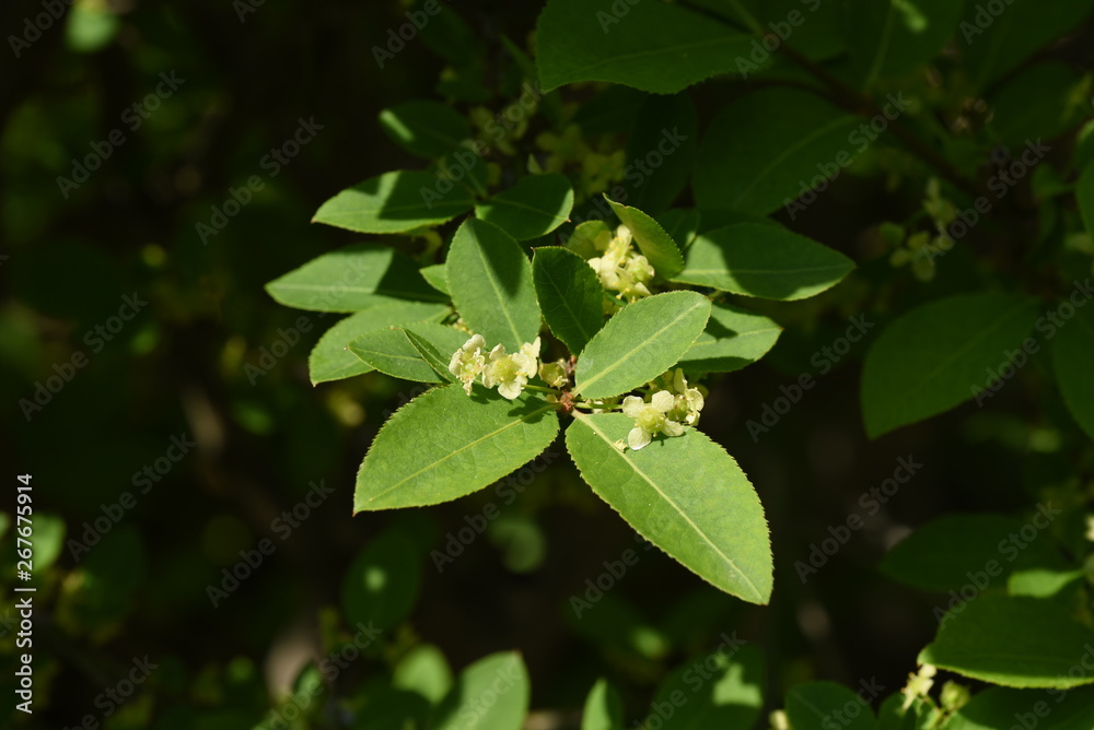 Winged spindle tree flowers (Euonymus alatus)