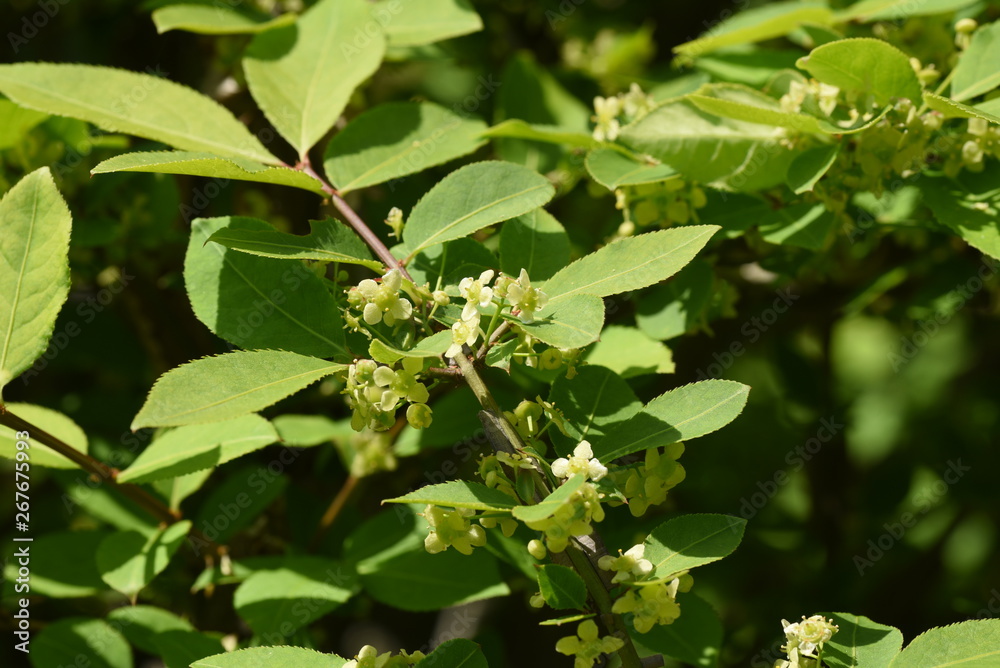 Winged spindle tree flowers (Euonymus alatus) Winged spindle tree flowers (Euonymus alatus)