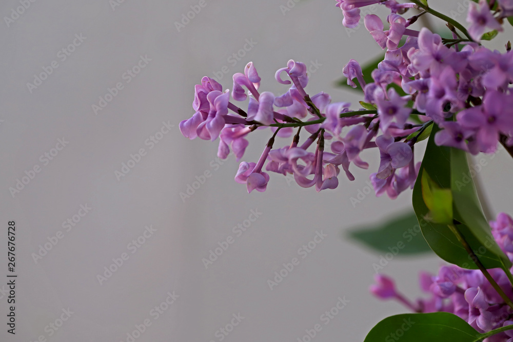 Naklejka premium lilac flower ; Syringa vulgaris
