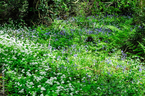 Fototapeta Naklejka Na Ścianę i Meble -  Wild garlic and bluebells in flower in a forest