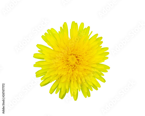 Taraxacum officinale , Beautiful Yellow Dandelion Flower Isolated.