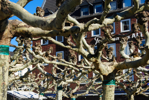 Bunch of trees near the rhine promenade in Dusseldorf in Germany