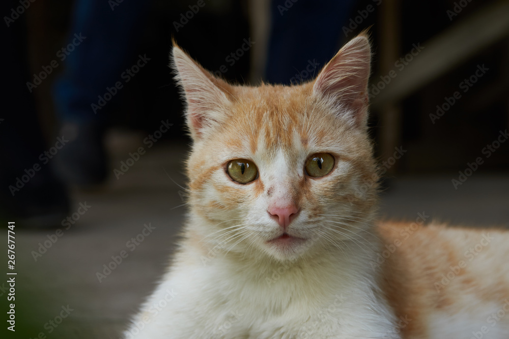 Cute ginger cat lying outdoors, close-up, top view