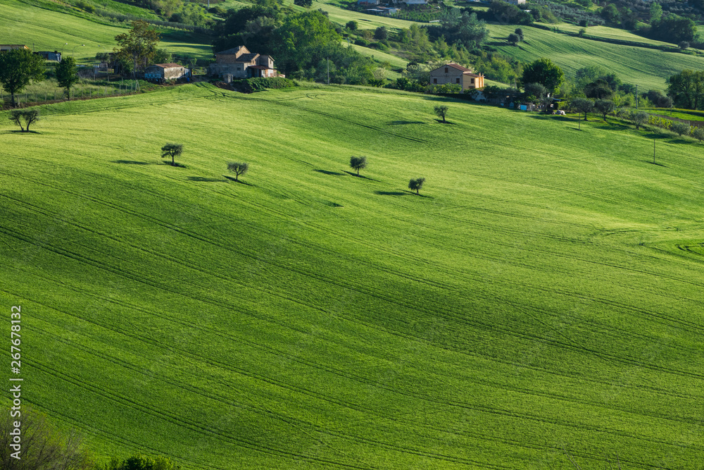 Grassy hill on a sunny afternoon in Italy